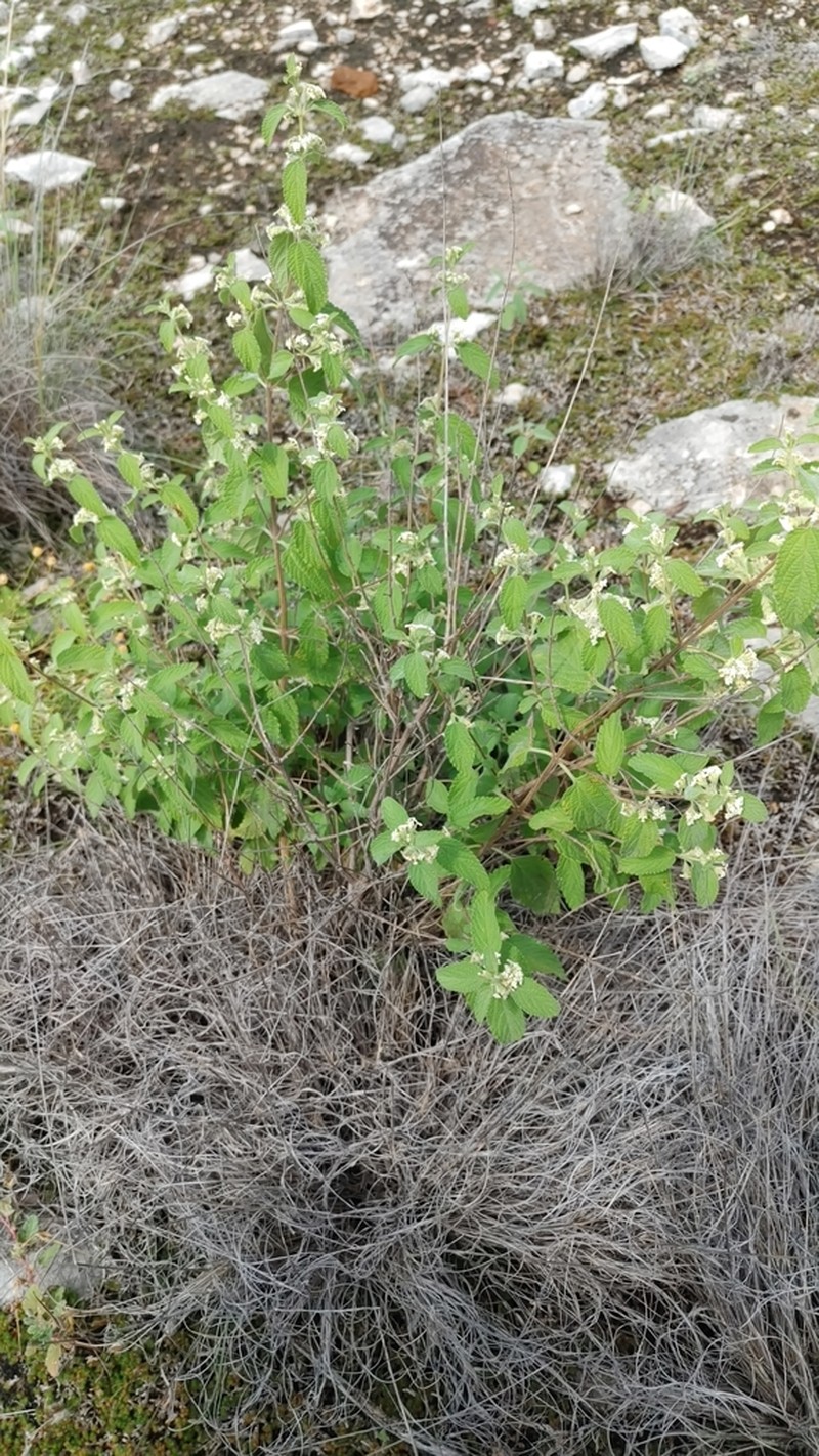 Mexican Oregano photo 7