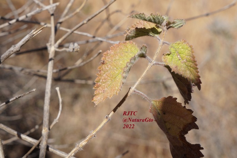 Mexican Oregano photo 8