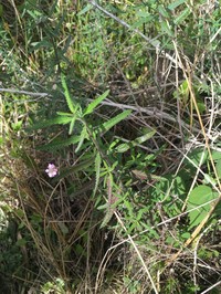 Southern Fogfruit