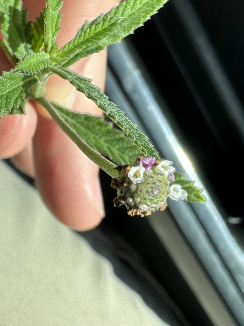 Southern Fogfruit photo 2