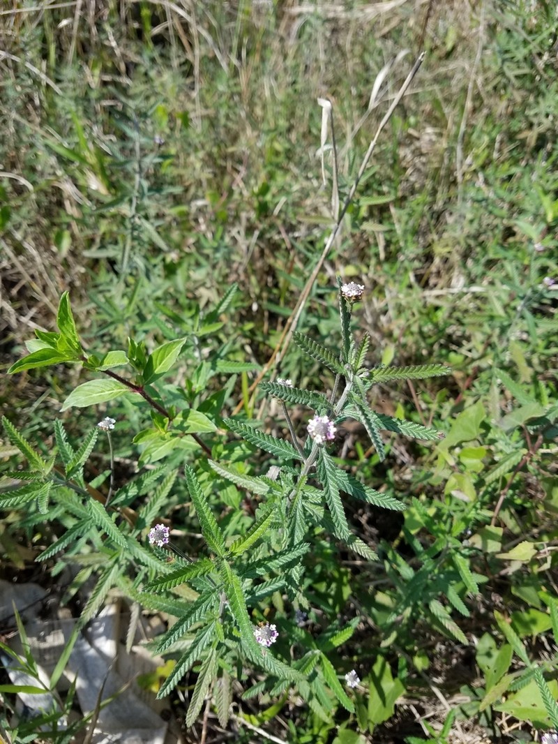 Southern Fogfruit photo 4