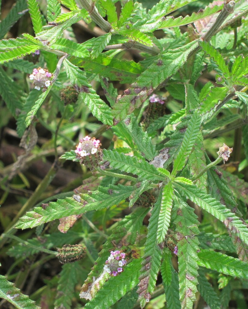 Southern Fogfruit photo 8