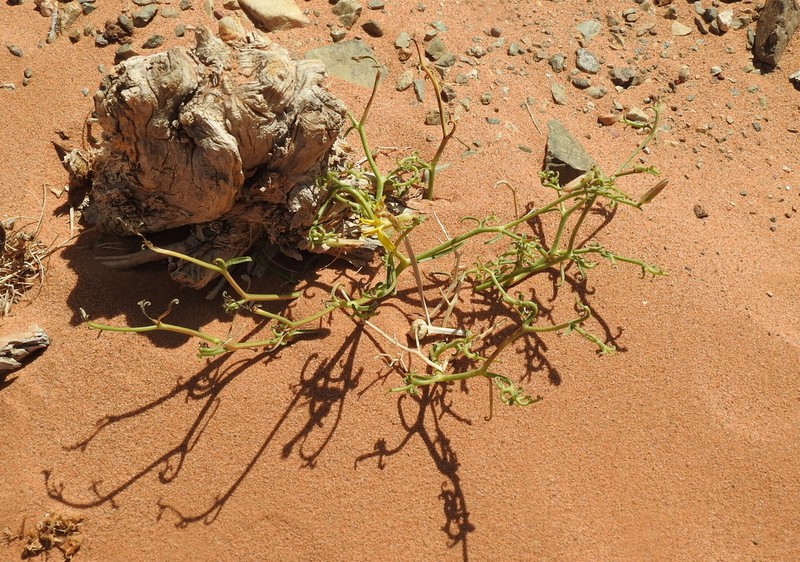 Lipschitzia divaricata