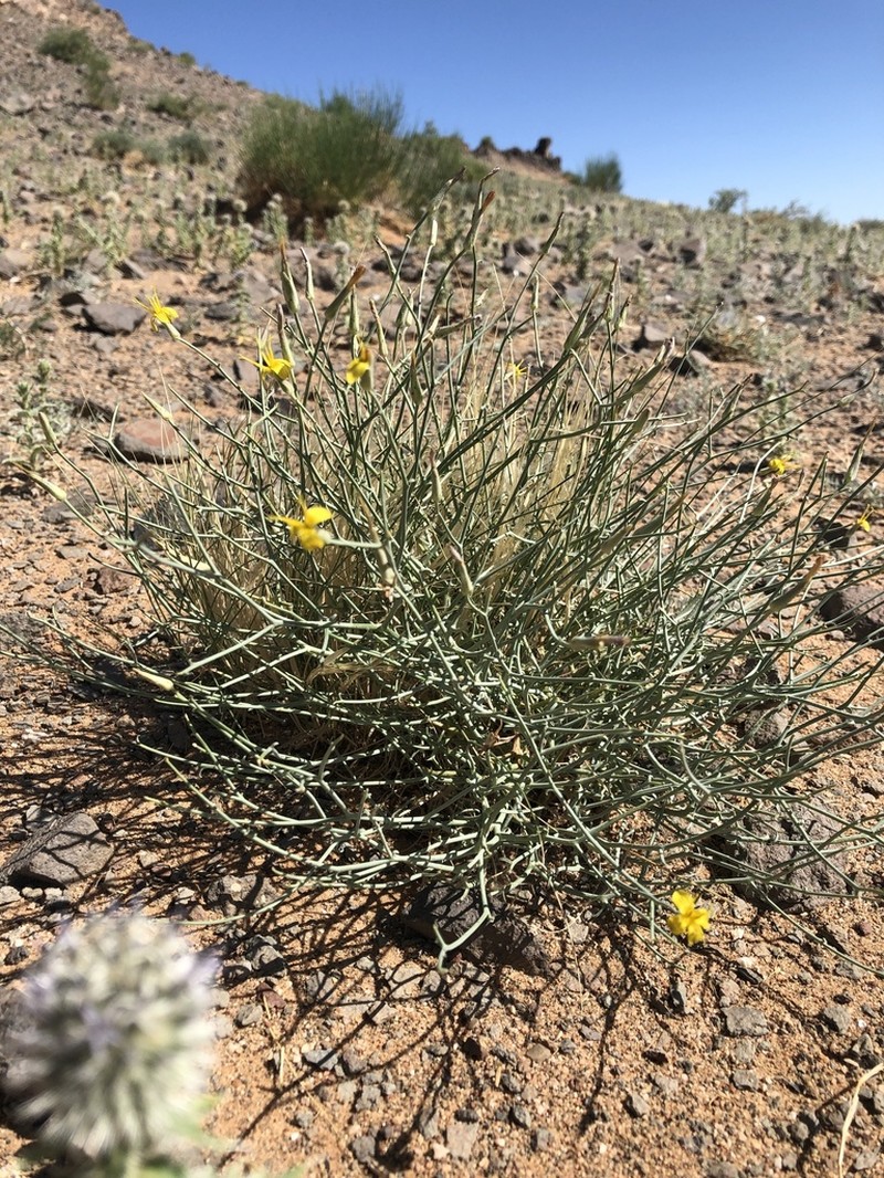 Lipschitzia divaricata photo 2