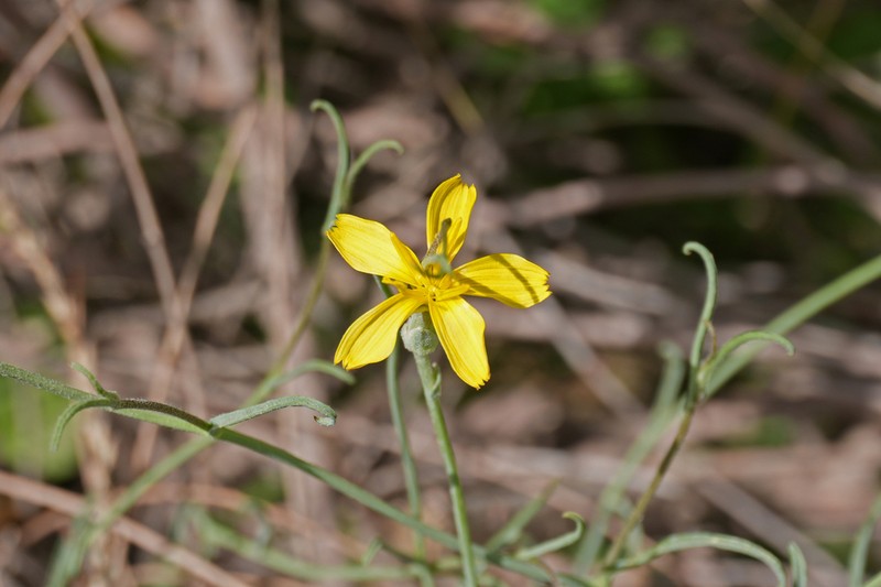 Lipschitzia divaricata photo 3