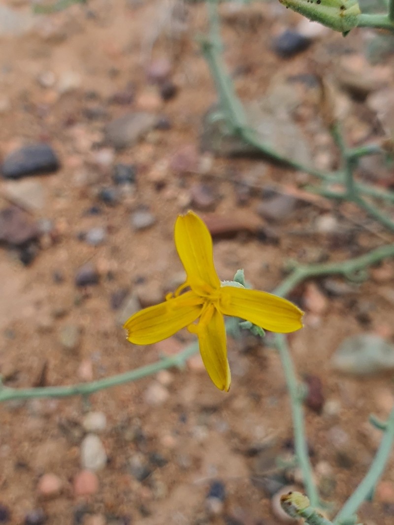 Lipschitzia divaricata photo 4