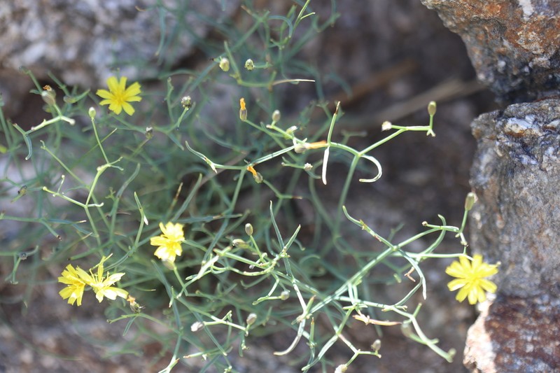 Lipschitzia divaricata photo 5