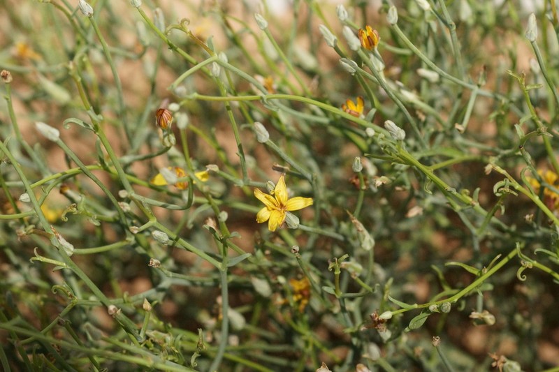 Lipschitzia divaricata photo 6