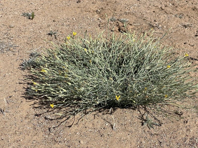 Lipschitzia divaricata photo 8