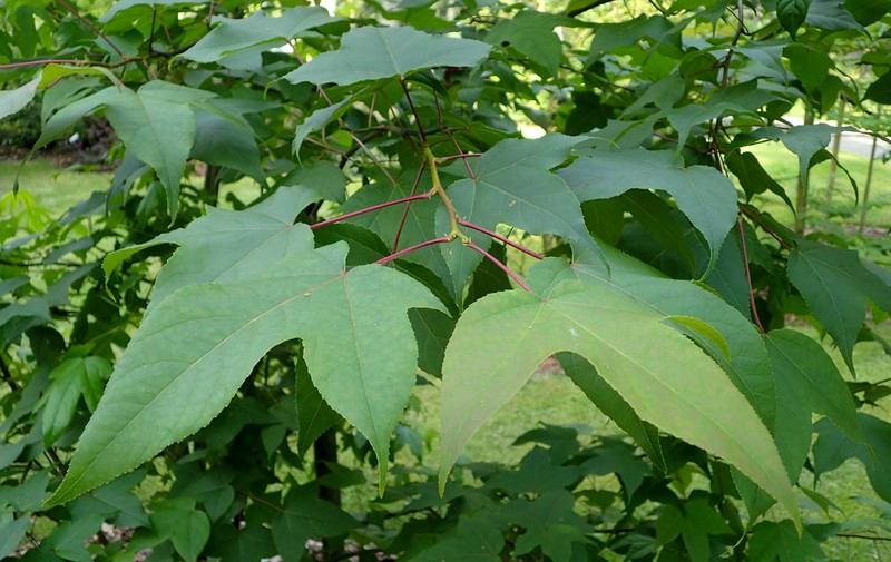 Liquidambar acalycina