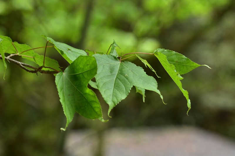 Liquidambar acalycina photo 2