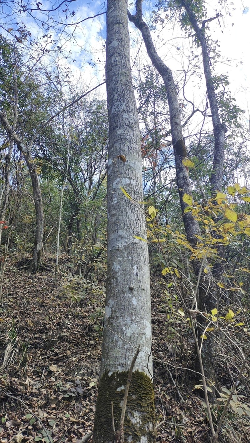 Liquidambar acalycina photo 4