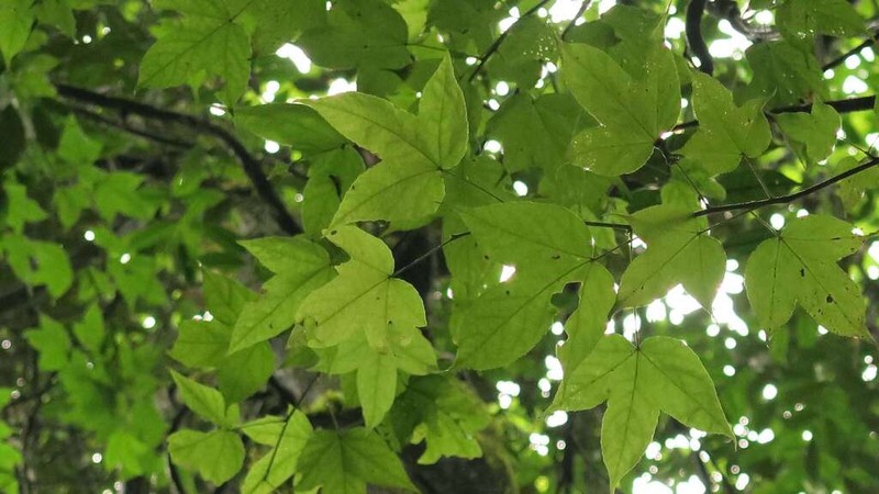 Liquidambar acalycina photo 5