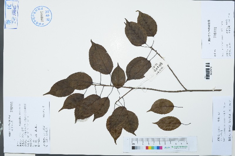 Liquidambar caudata photo 2