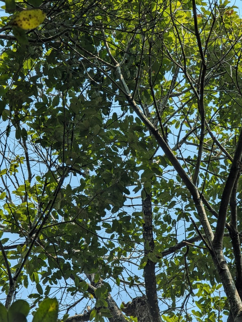 Liquidambar chinensis photo 2