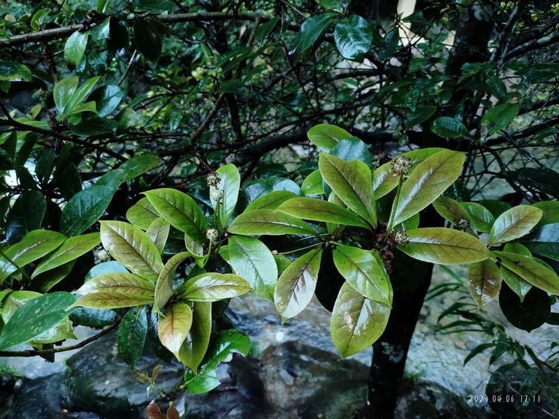 Liquidambar chinensis photo 6
