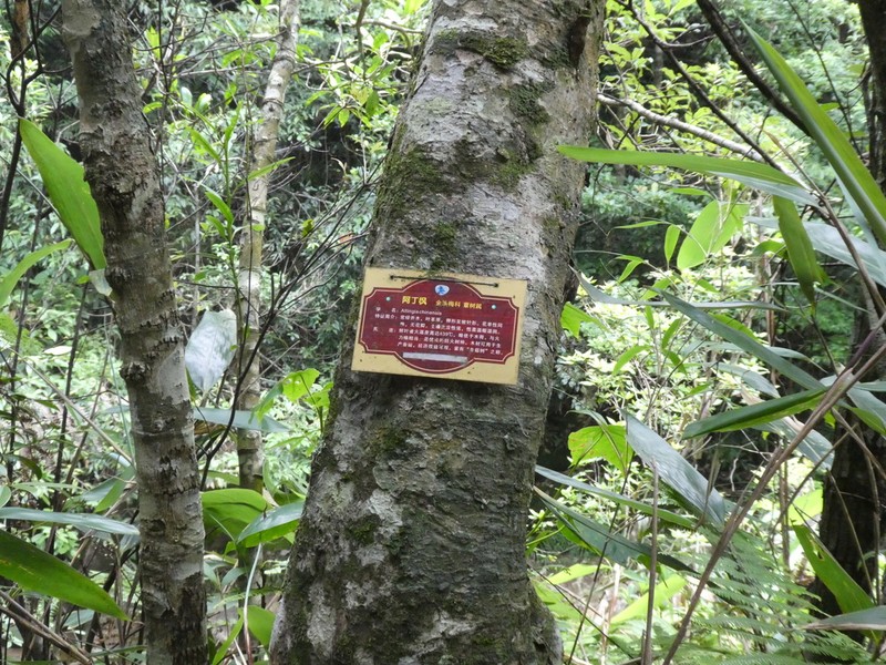 Liquidambar chinensis photo 7