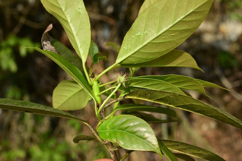 Liquidambar chingii