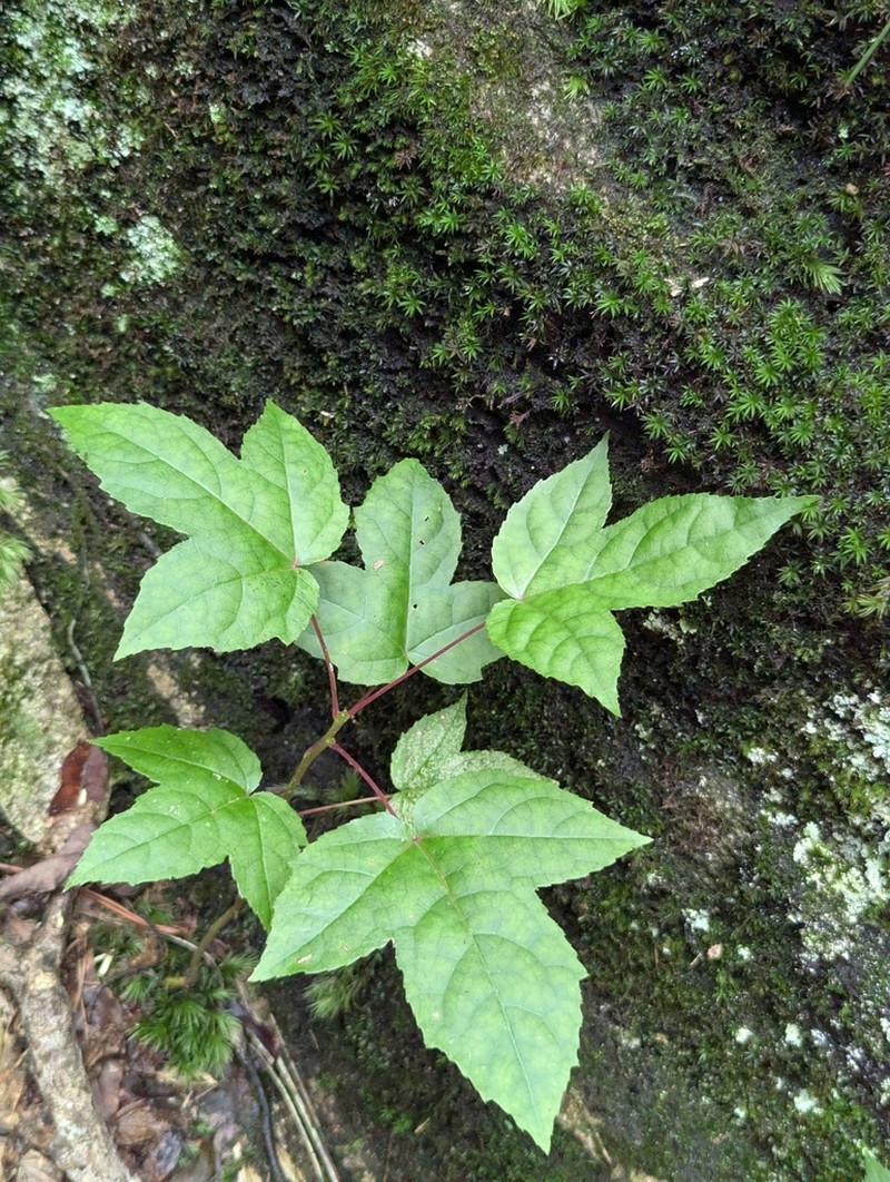 Liquidambar chingii photo 2
