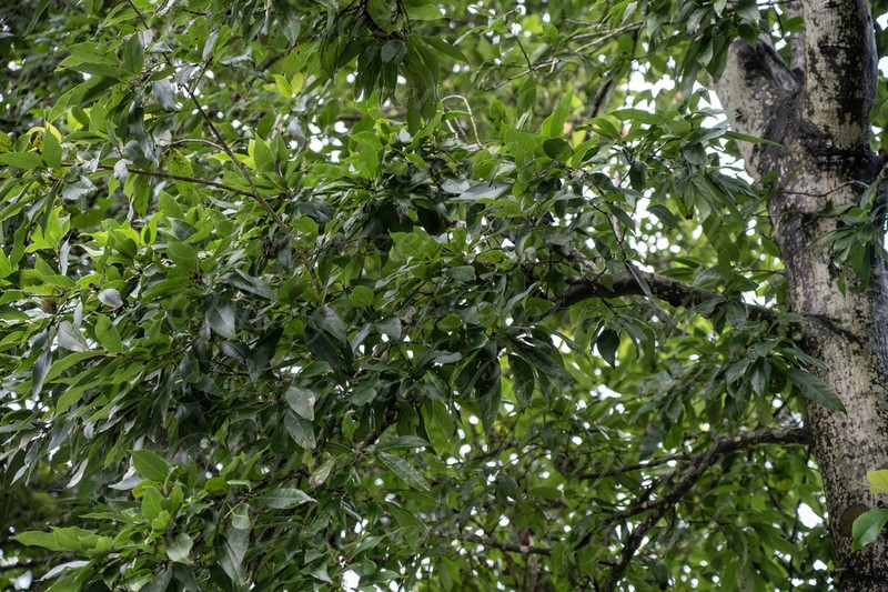 Liquidambar chingii photo 4
