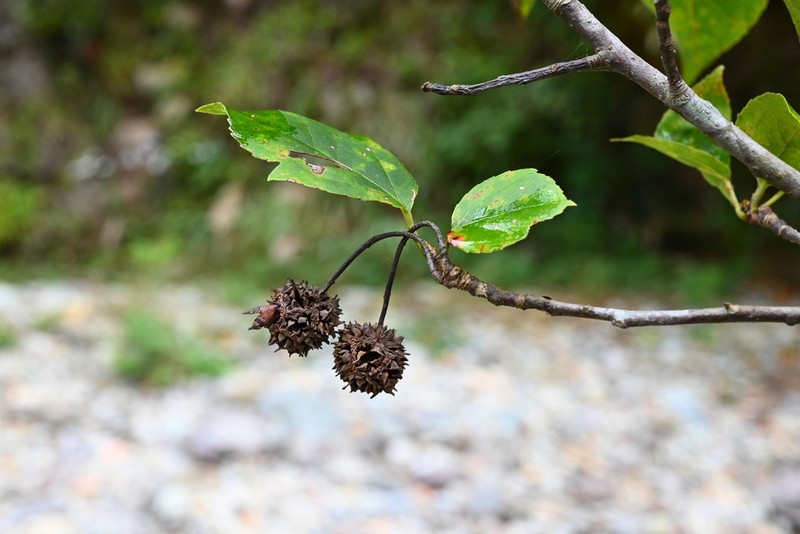 Liquidambar chingii photo 6