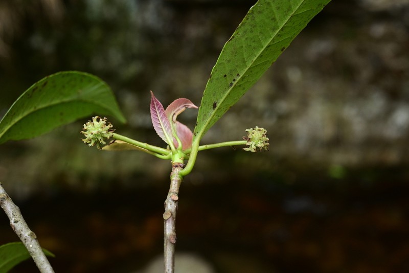 Liquidambar chingii photo 7