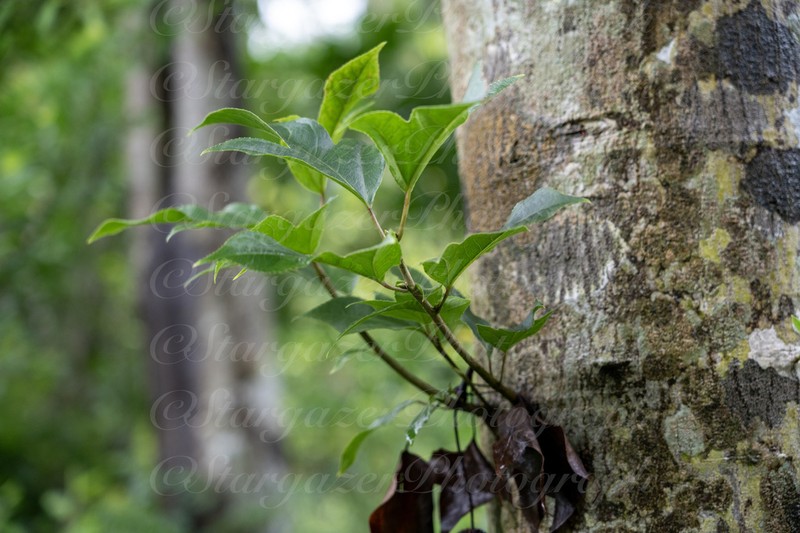 Liquidambar chingii photo 8