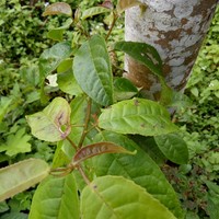 Liquidambar excelsa