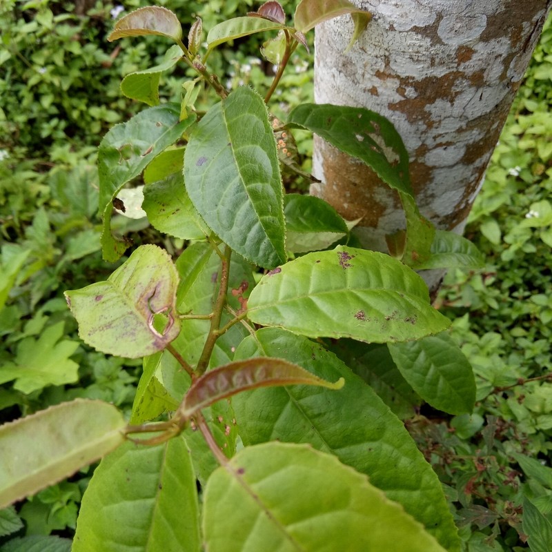 Liquidambar excelsa
