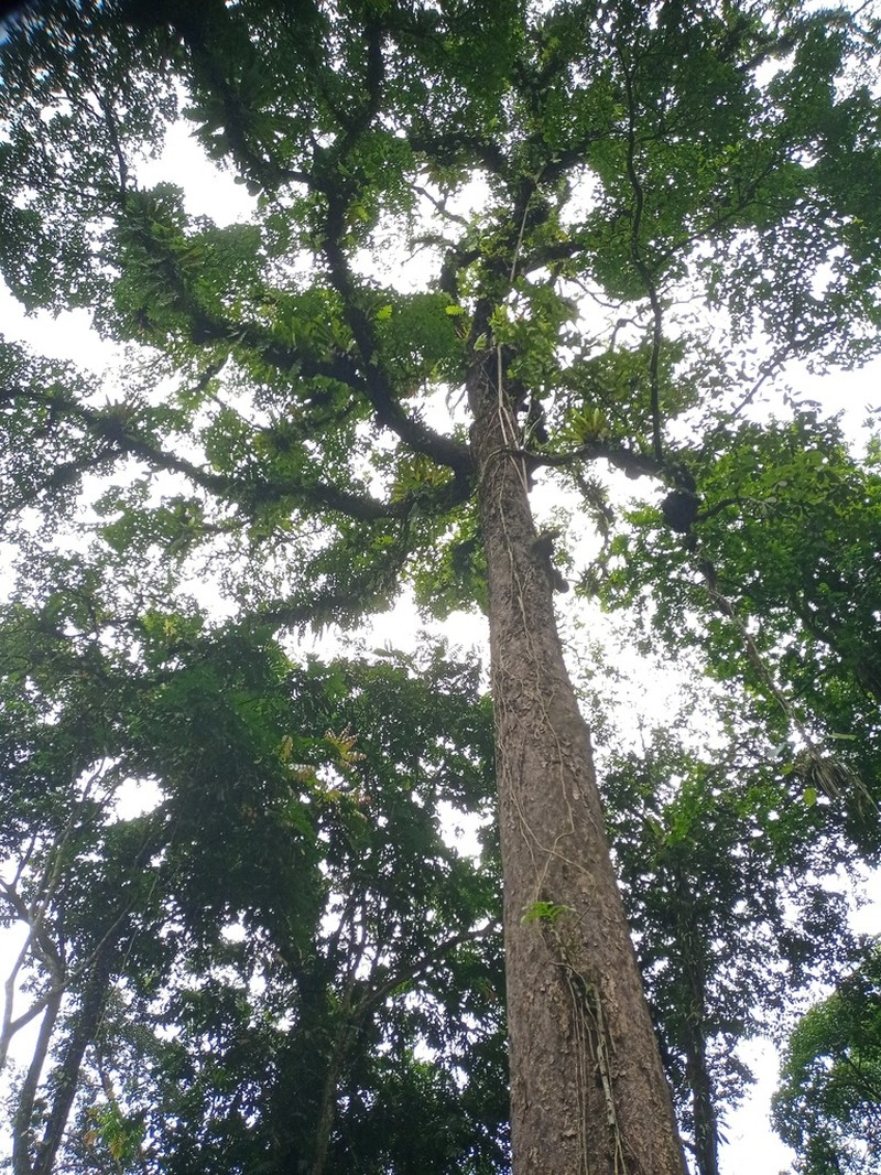 Liquidambar excelsa photo 2