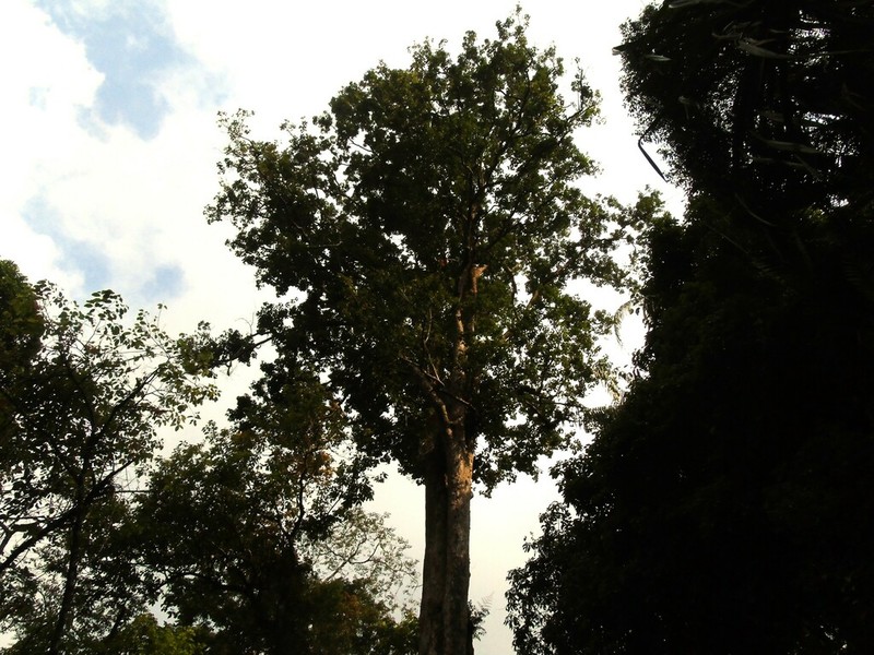 Liquidambar excelsa photo 3