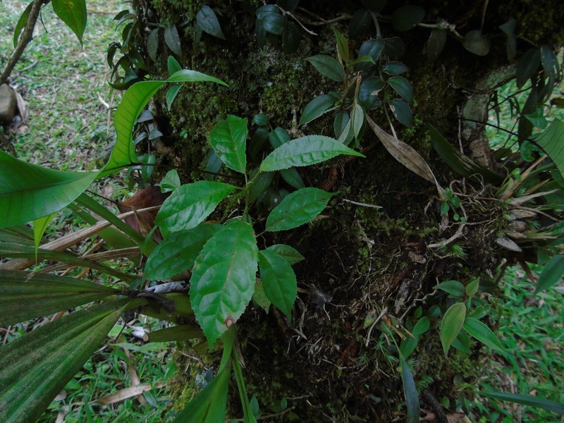 Liquidambar excelsa photo 4