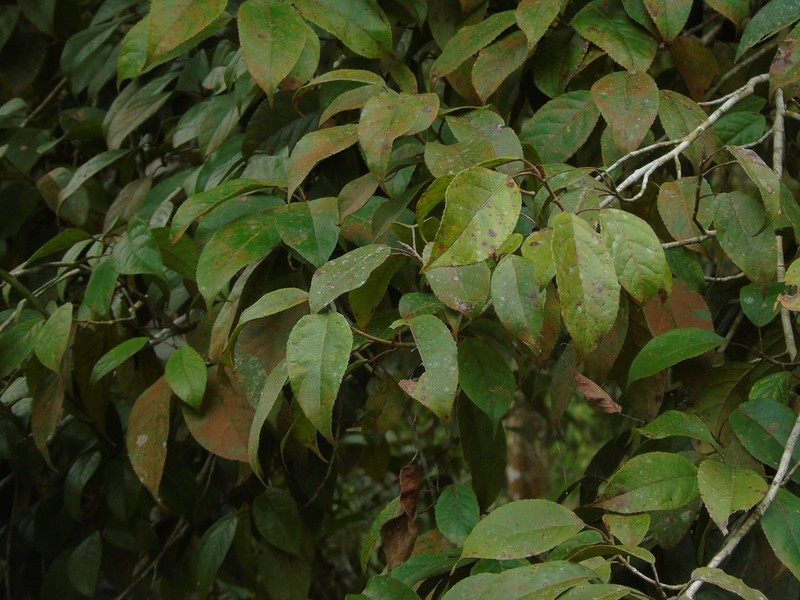 Liquidambar excelsa photo 5