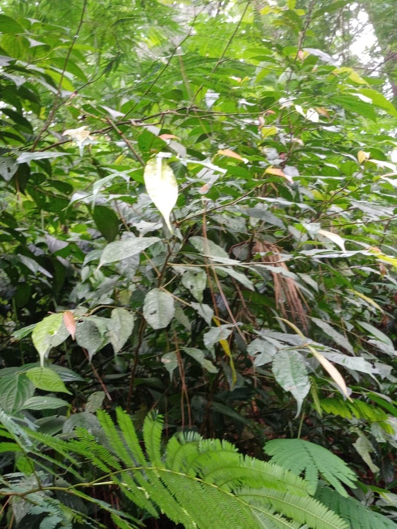 Liquidambar excelsa photo 6