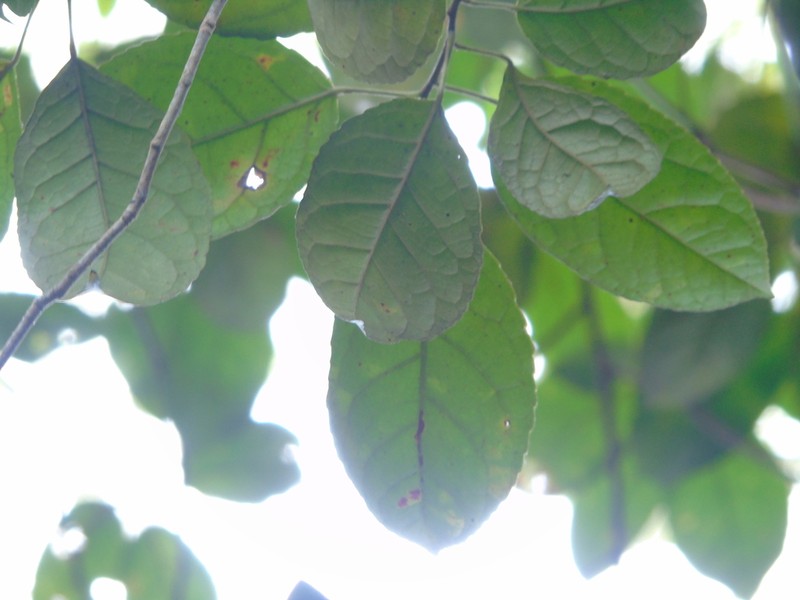 Liquidambar excelsa photo 7