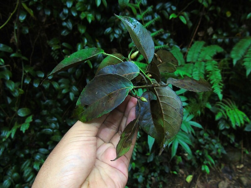 Liquidambar excelsa photo 8