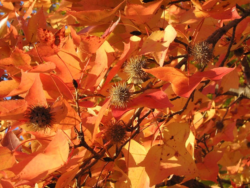 Liquidambar formosana photo 2