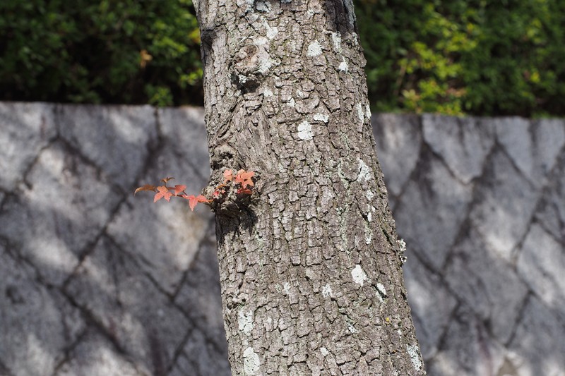 Liquidambar formosana photo 3
