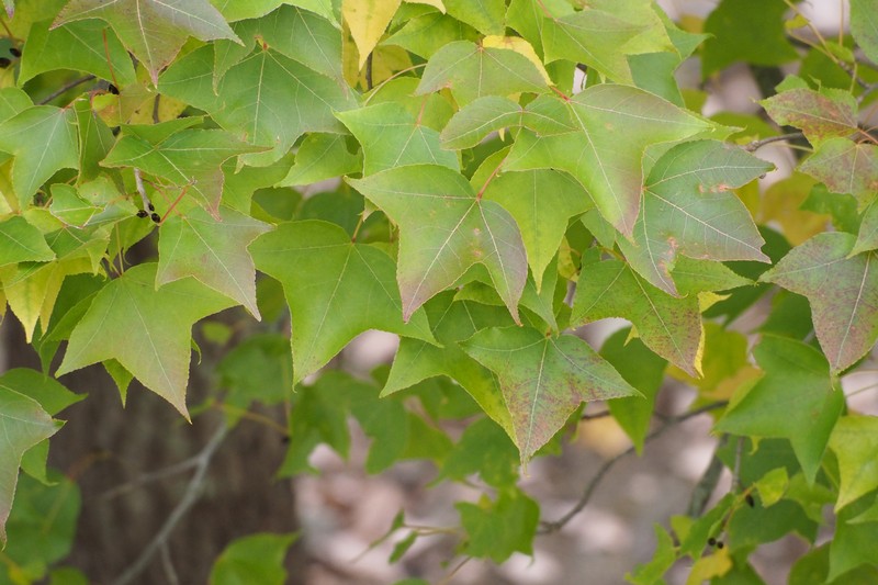 Liquidambar formosana photo 4