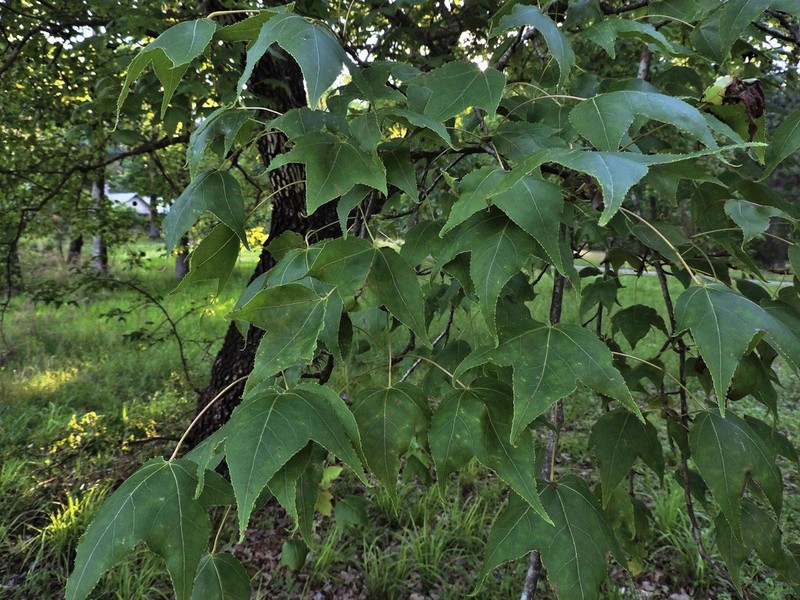 Liquidambar formosana photo 6