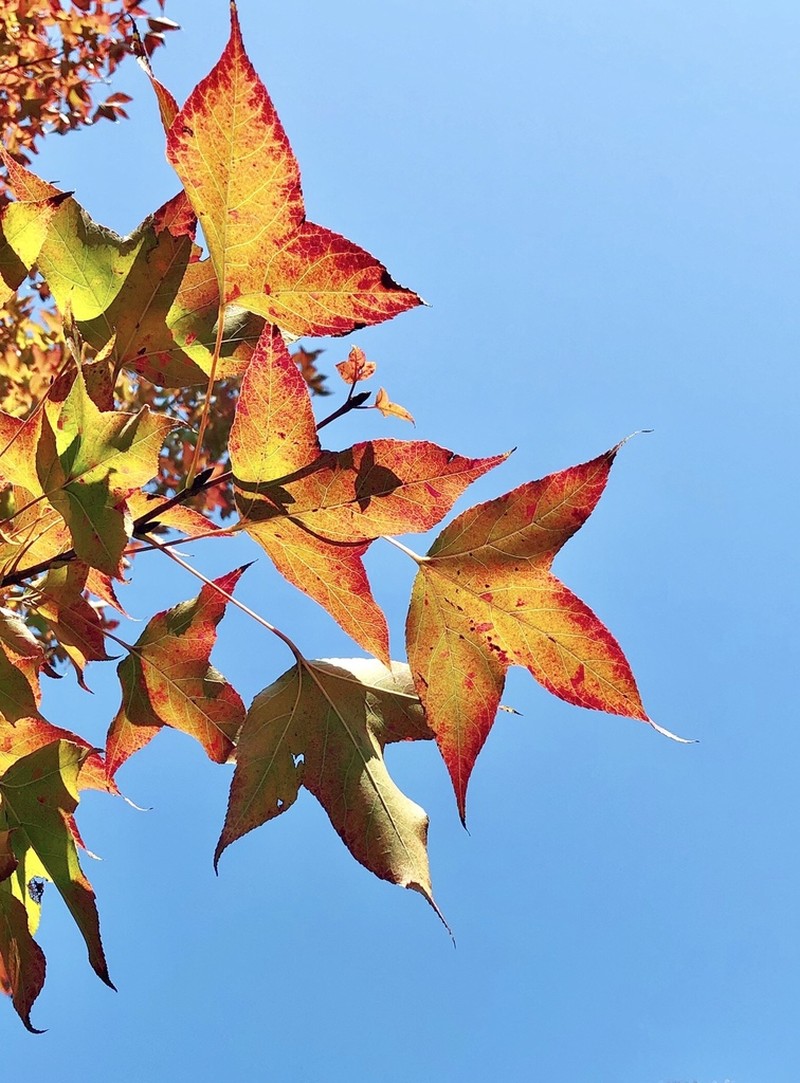 Liquidambar formosana photo 7