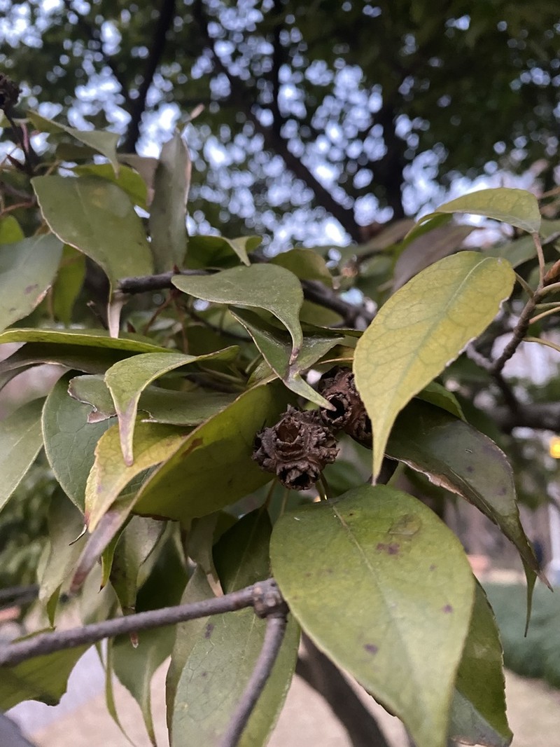 Liquidambar gracilipes