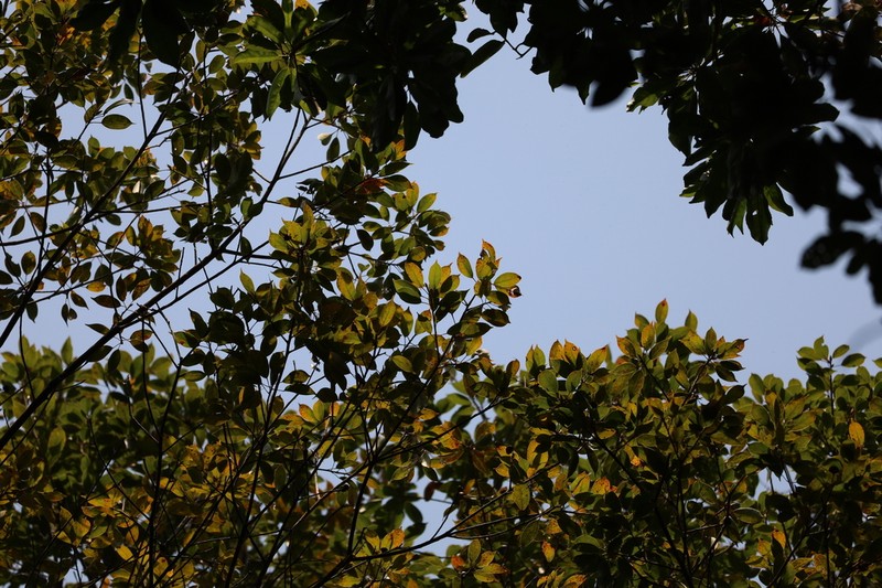 Liquidambar gracilipes photo 2