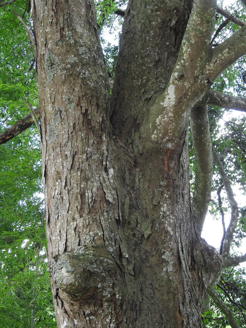 Liquidambar gracilipes photo 3