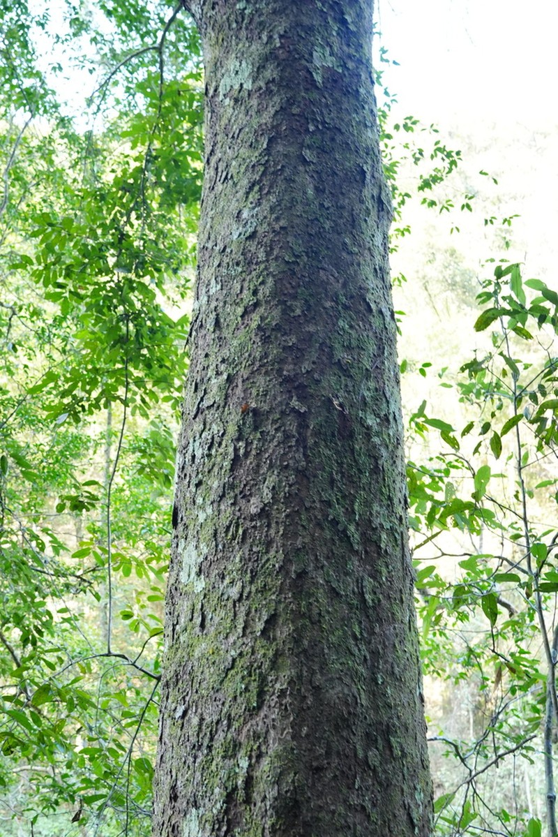 Liquidambar gracilipes photo 5