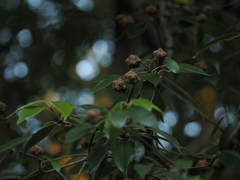 Liquidambar gracilipes photo 8