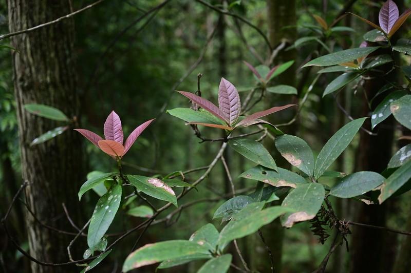 Liquidambar multinervis