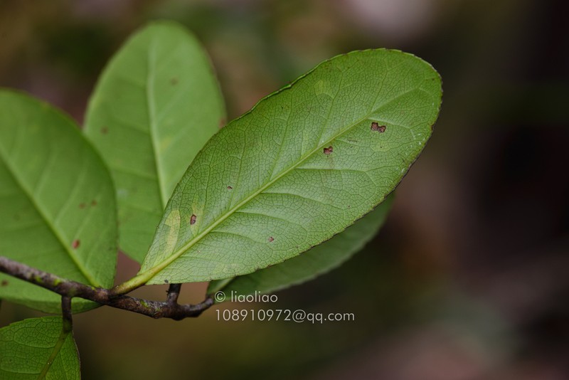 Liquidambar obovata