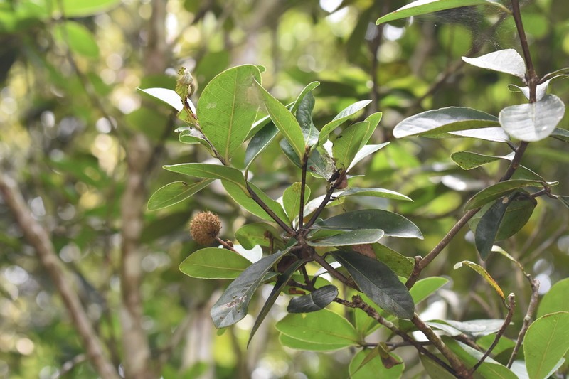 Liquidambar obovata photo 2