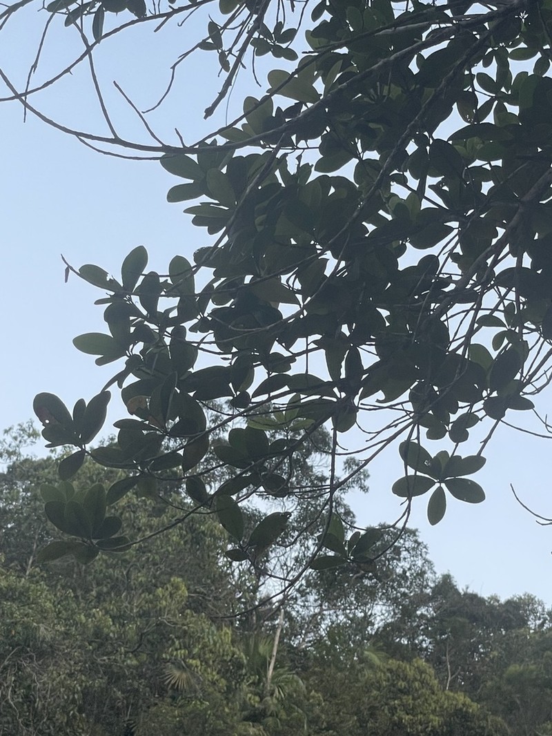 Liquidambar obovata photo 4